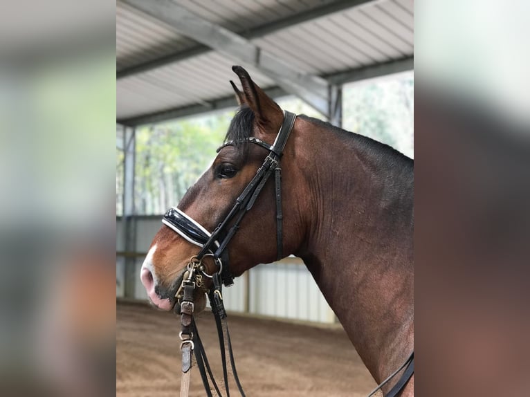 Lusitanos Wallach 10 Jahre 168 cm Dunkelbrauner in Reignac