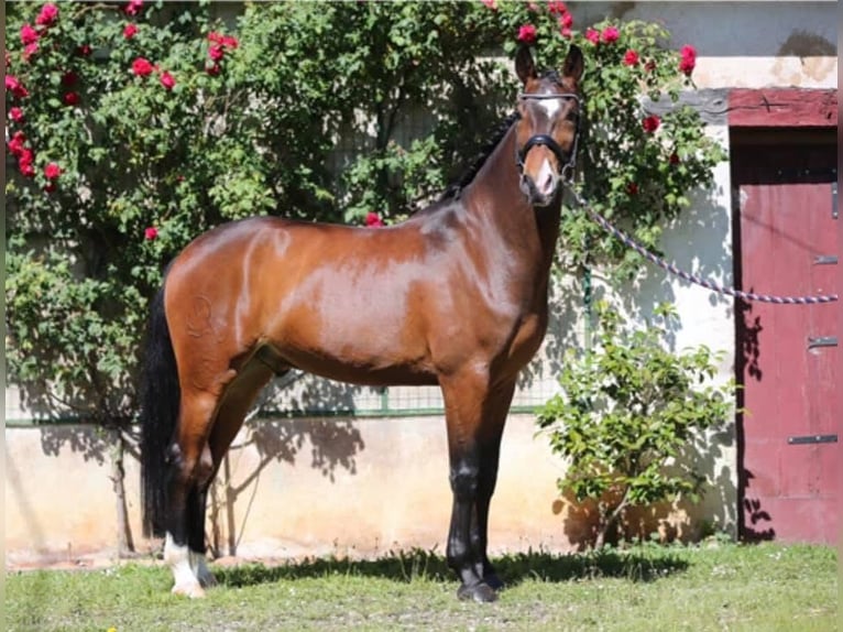 Lusitanos Wallach 10 Jahre 168 cm Dunkelbrauner in Reignac