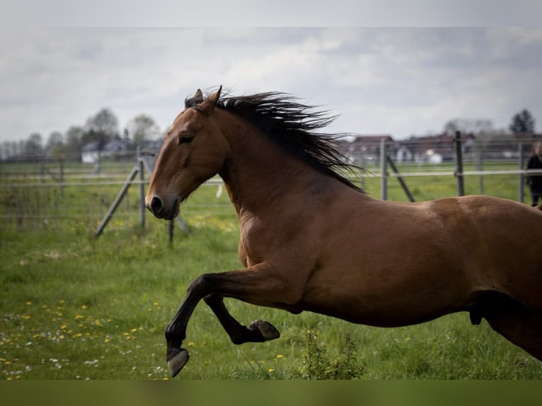 Lusitanos Wallach 10 Jahre Brauner in Haar
