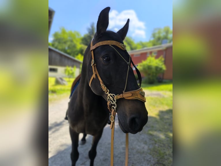 Lusitanos Mix Wallach 10 Jahre Brauner in &#xDC;berlingen