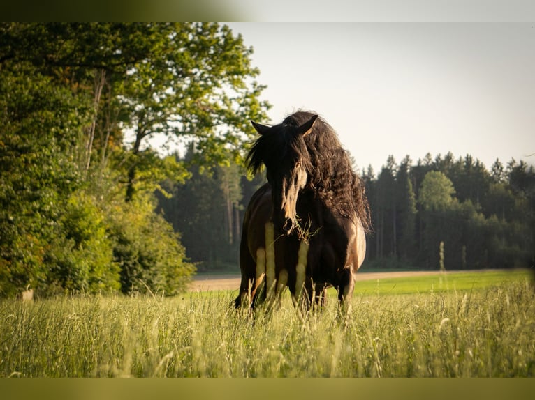 Lusitanos Mix Wallach 10 Jahre Brauner in &#xDC;berlingen