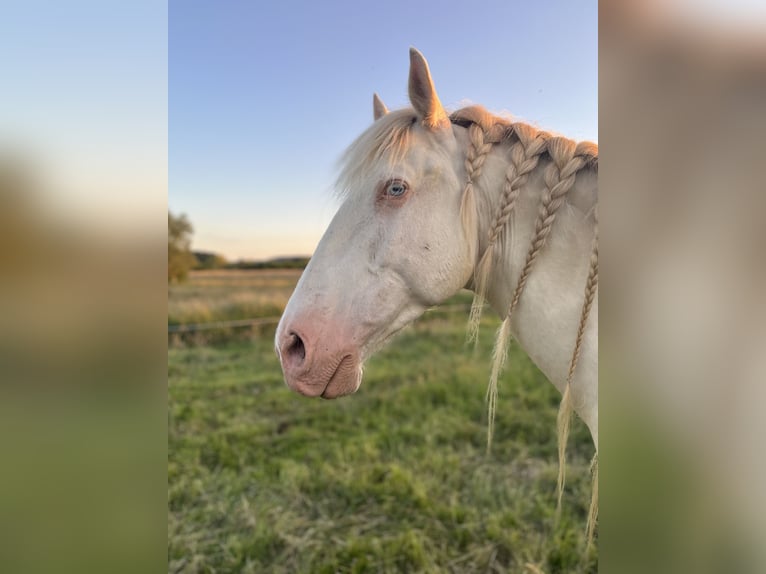 Lusitanos Wallach 10 Jahre Cremello in Trier Lusitanos Wallach 10 Jahre Cremello in Trier