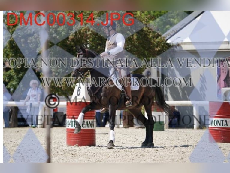 Lusitanos Mix Wallach 10 Jahre Rappe in Impruneta