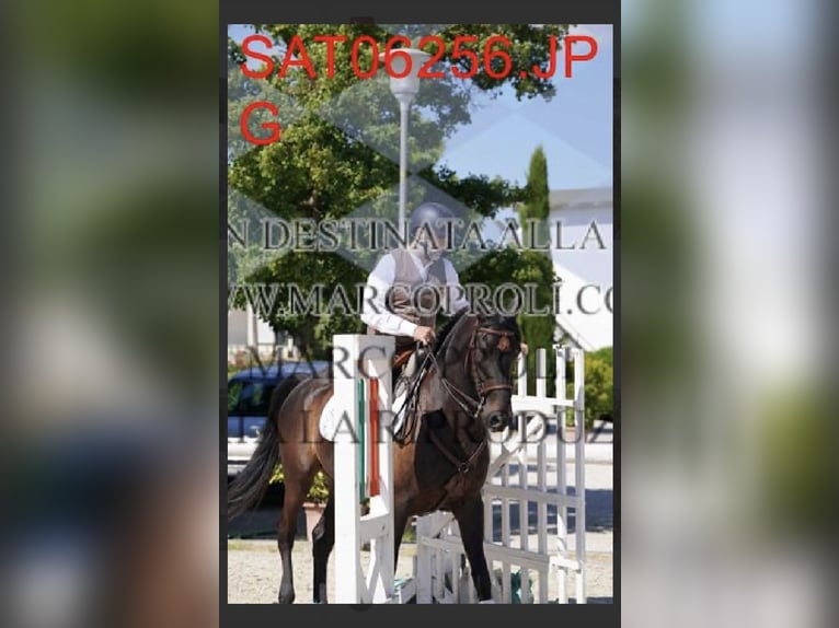 Lusitanos Mix Wallach 10 Jahre Rappe in Impruneta