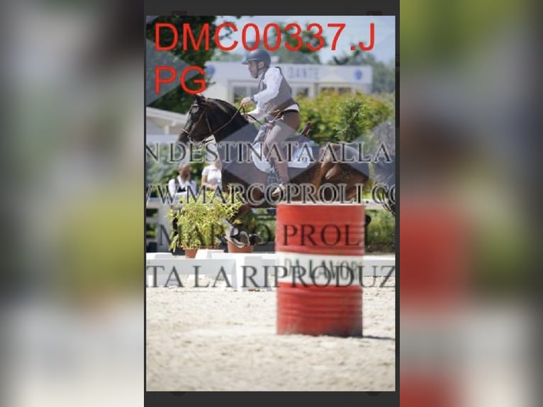 Lusitanos Mix Wallach 10 Jahre Rappe in Impruneta