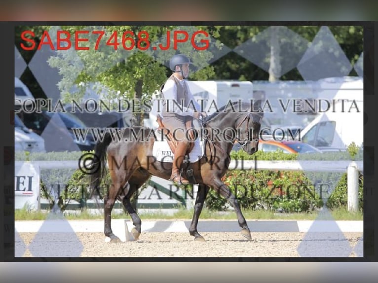Lusitanos Mix Wallach 10 Jahre Rappe in Impruneta