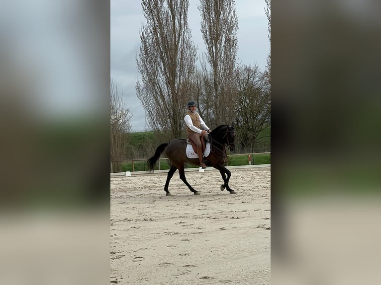 Lusitanos Mix Wallach 10 Jahre Rappe in Impruneta