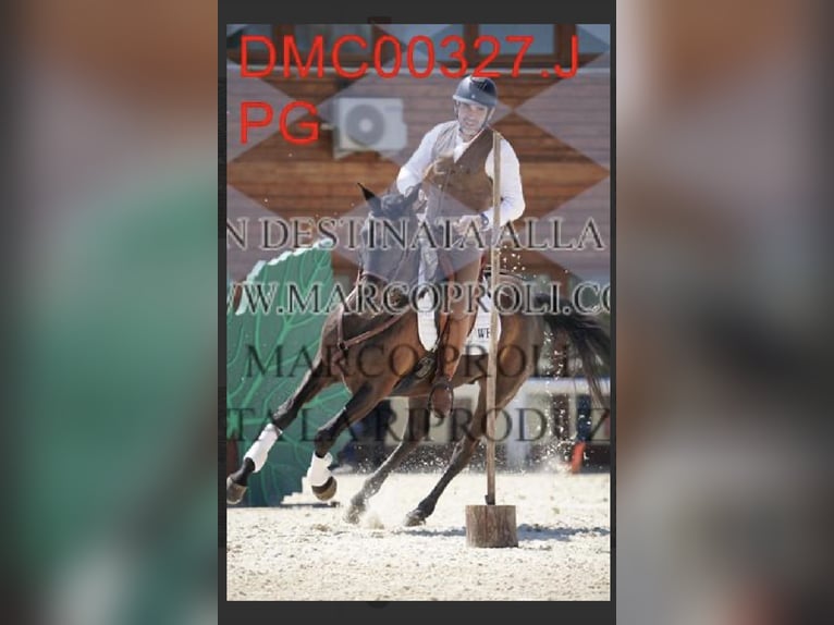 Lusitanos Mix Wallach 10 Jahre Rappe in Impruneta