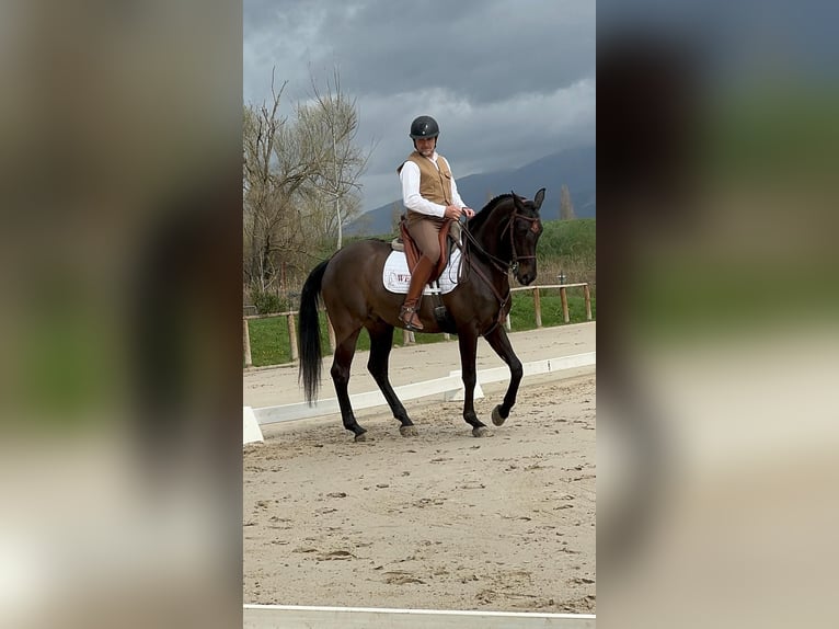 Lusitanos Mix Wallach 10 Jahre Rappe in Impruneta