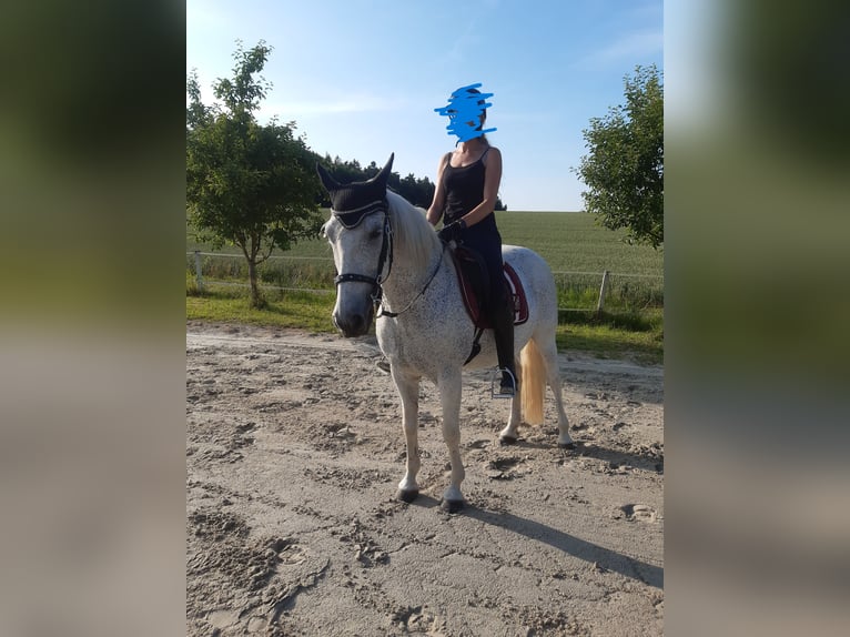 Lusitanos Wallach 11 Jahre 152 cm Fliegenschimmel in Simbach