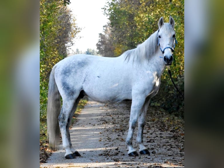 Lusitanos Wallach 11 Jahre 152 cm Fliegenschimmel in Simbach