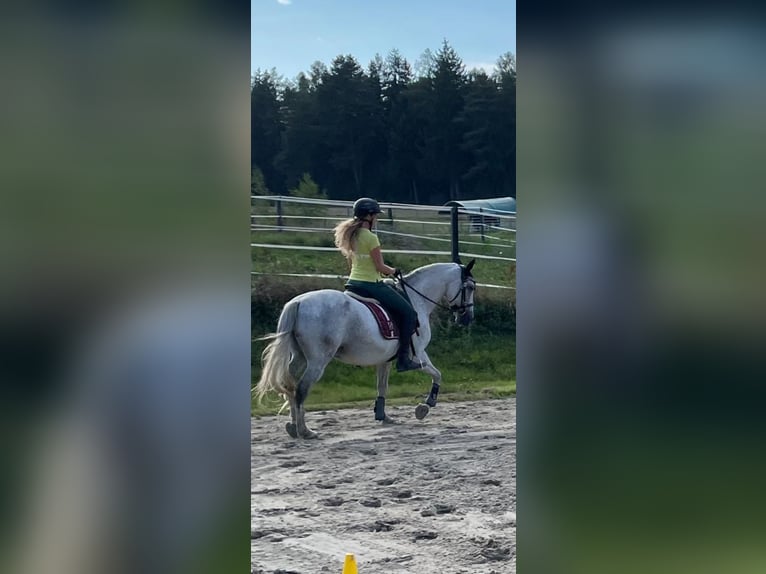 Lusitanos Wallach 11 Jahre 152 cm Fliegenschimmel in Simbach