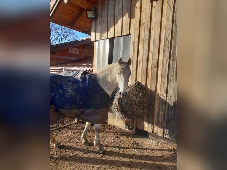 Lusitanos Wallach 11 Jahre 152 cm Fliegenschimmel in Simbach