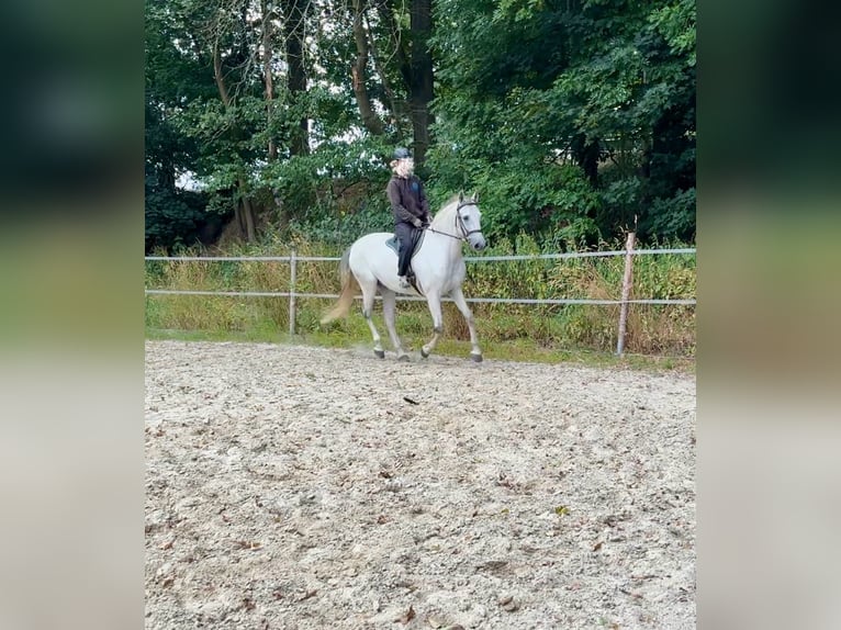 Lusitanos Wallach 11 Jahre 153 cm Schimmel in Herrnhut