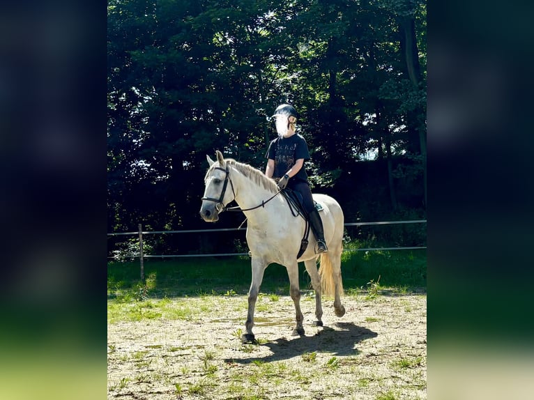Lusitanos Wallach 11 Jahre 153 cm Schimmel in Herrnhut