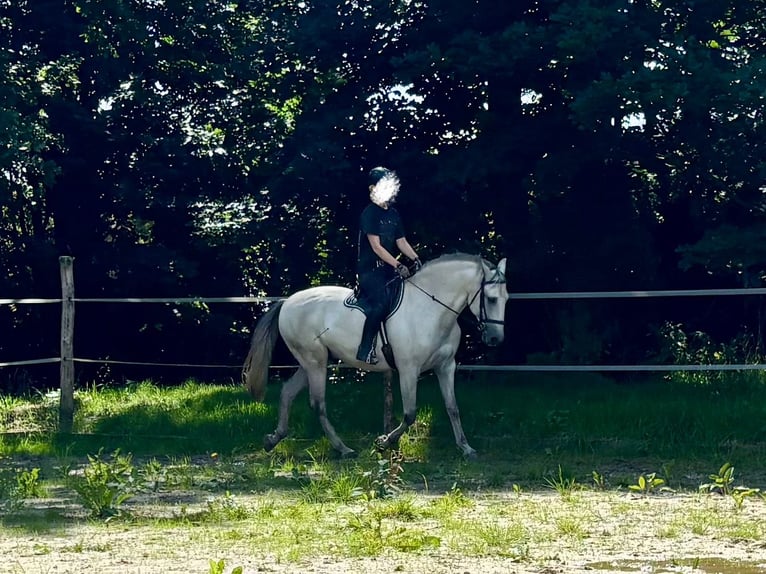 Lusitanos Wallach 11 Jahre 153 cm Schimmel in Herrnhut
