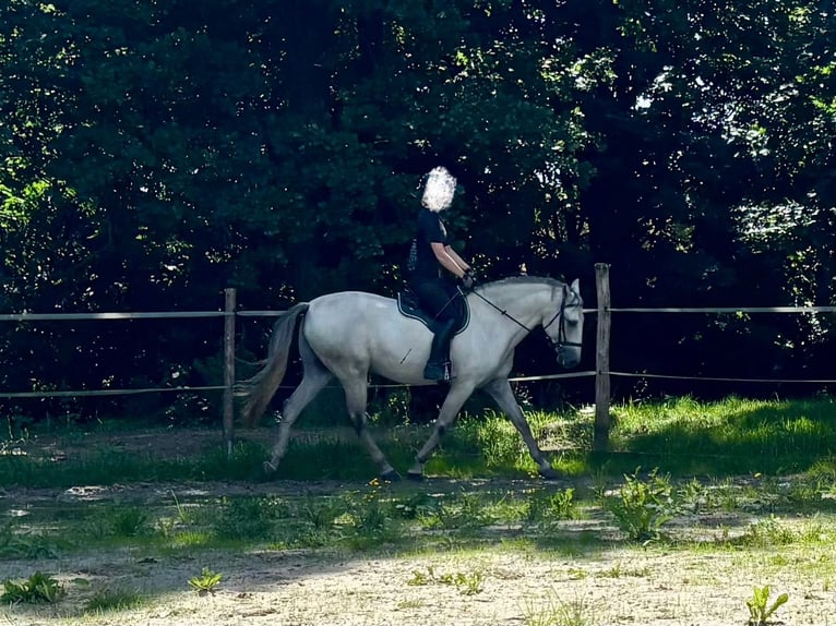 Lusitanos Wallach 11 Jahre 153 cm Schimmel in Herrnhut