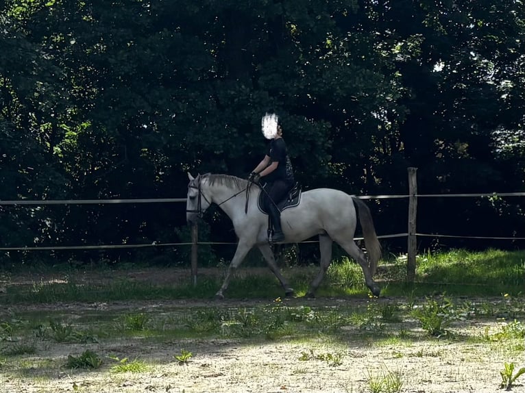 Lusitanos Wallach 11 Jahre 153 cm Schimmel in Herrnhut