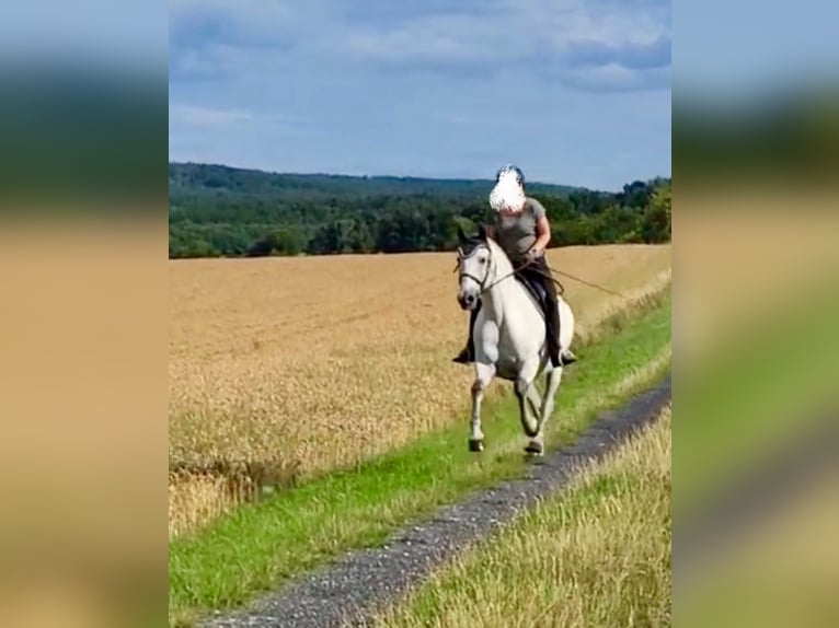 Lusitanos Wallach 11 Jahre 153 cm Schimmel in Herrnhut