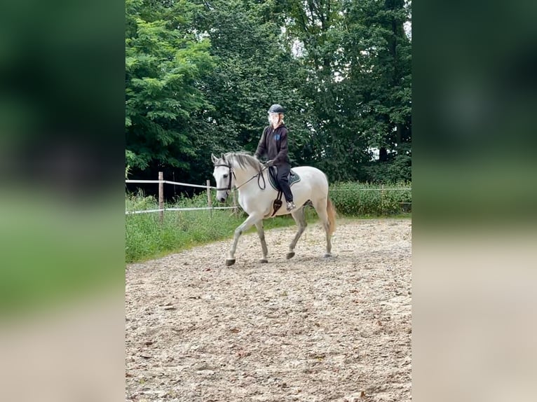 Lusitanos Wallach 11 Jahre 153 cm Schimmel in Herrnhut