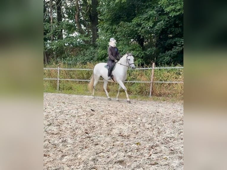 Lusitanos Wallach 11 Jahre 153 cm Schimmel in Herrnhut