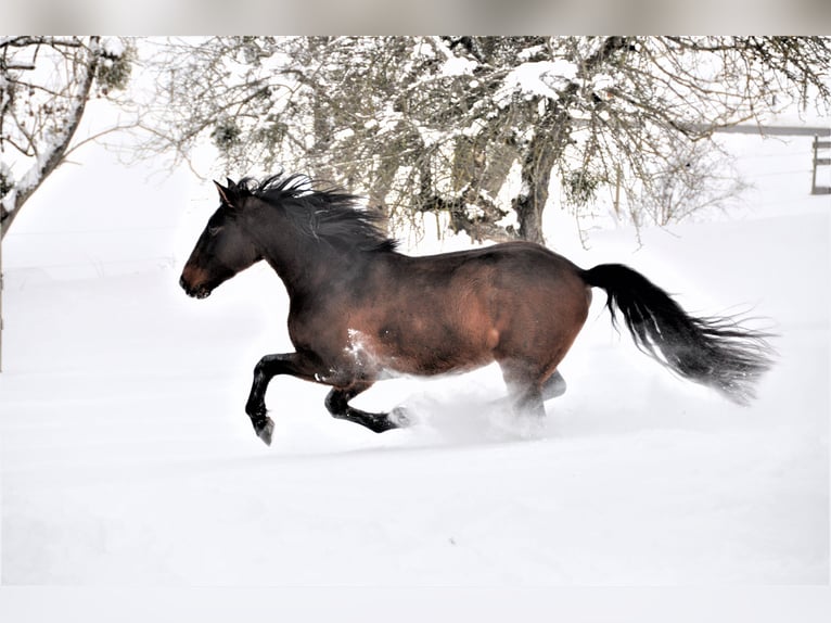 Lusitanos Wallach 11 Jahre 154 cm Brauner in Wildeck