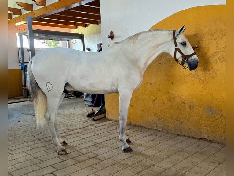 Lusitanos Wallach 11 Jahre 156 cm Schimmel in Campillo (Lorca)