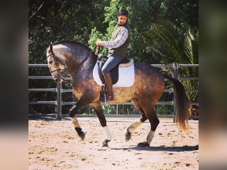 Lusitanos Wallach 11 Jahre 156 cm Schimmel in Kiel