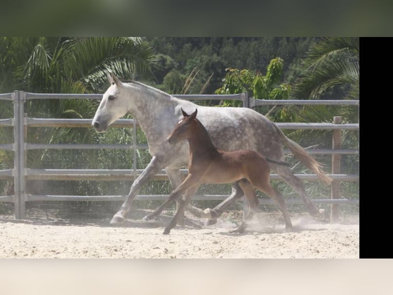 Lusitanos Wallach 11 Jahre 156 cm Schimmel in Kiel