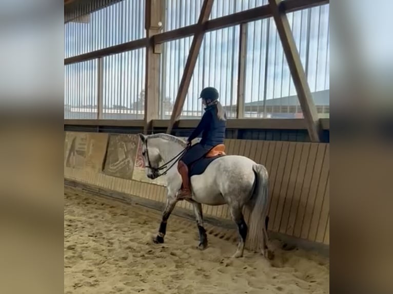 Lusitanos Wallach 11 Jahre 156 cm Schimmel in Kiel