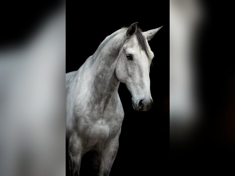 Lusitanos Wallach 11 Jahre 156 cm Schimmel in Kiel