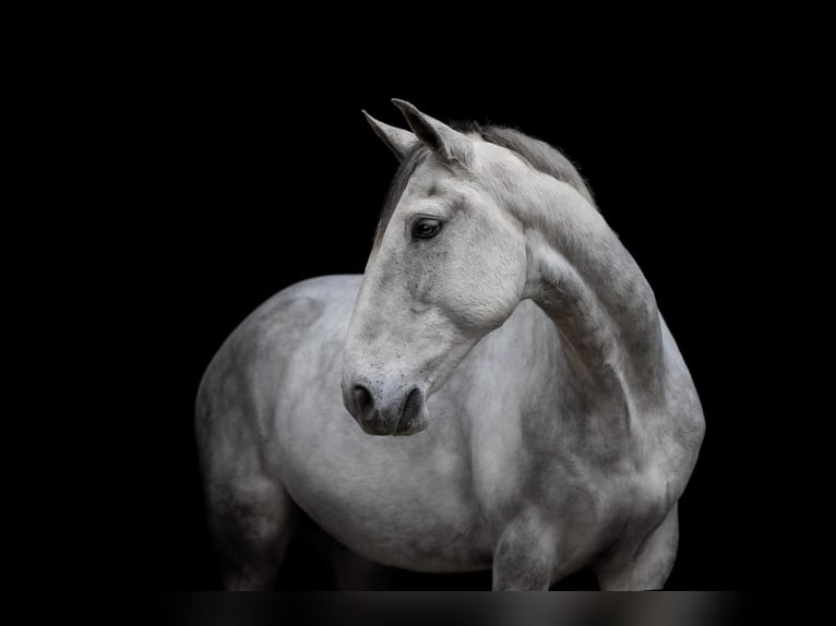 Lusitanos Wallach 11 Jahre 156 cm Schimmel in Kiel