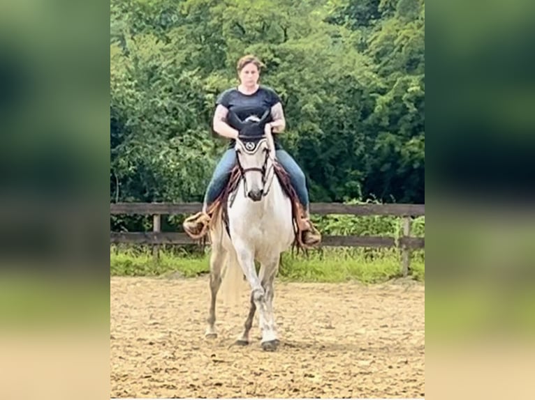 Lusitanos Wallach 11 Jahre 156 cm Schimmel in Kiel