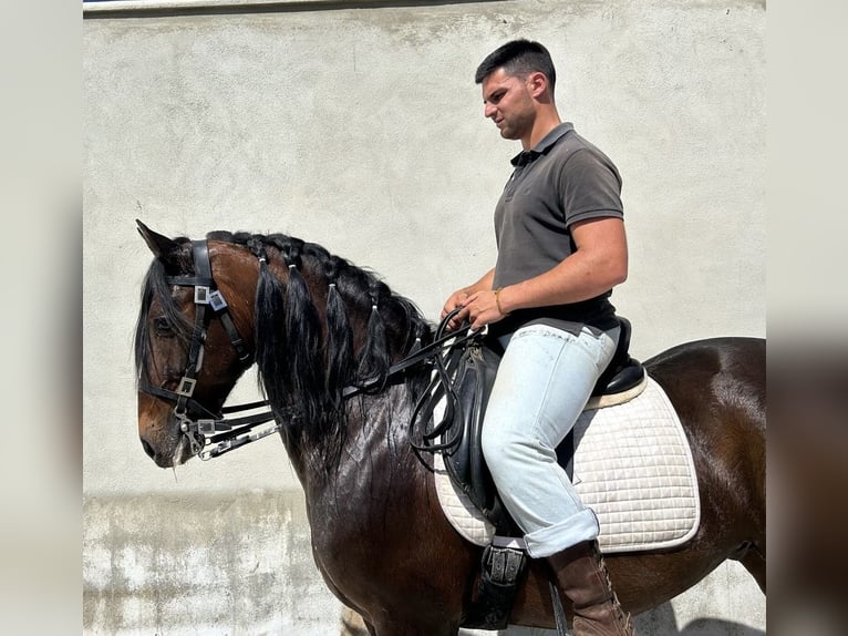 Lusitanos Wallach 11 Jahre 157 cm Brauner in Cadaval