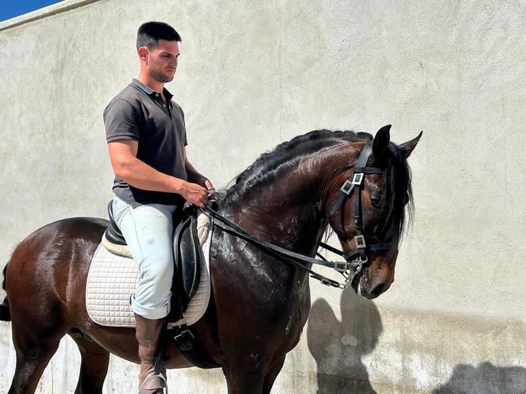 Lusitanos Wallach 11 Jahre 157 cm Brauner in Cadaval