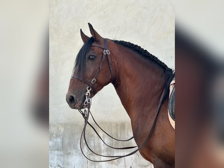 Lusitanos Wallach 11 Jahre 157 cm Brauner in Cadaval