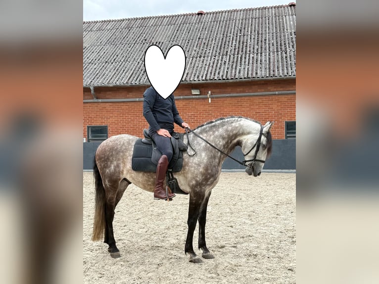 Lusitanos Wallach 11 Jahre 160 cm Schimmel in Stadthagen