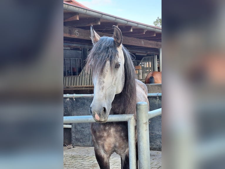 Lusitanos Wallach 11 Jahre 160 cm Schimmel in Stadthagen