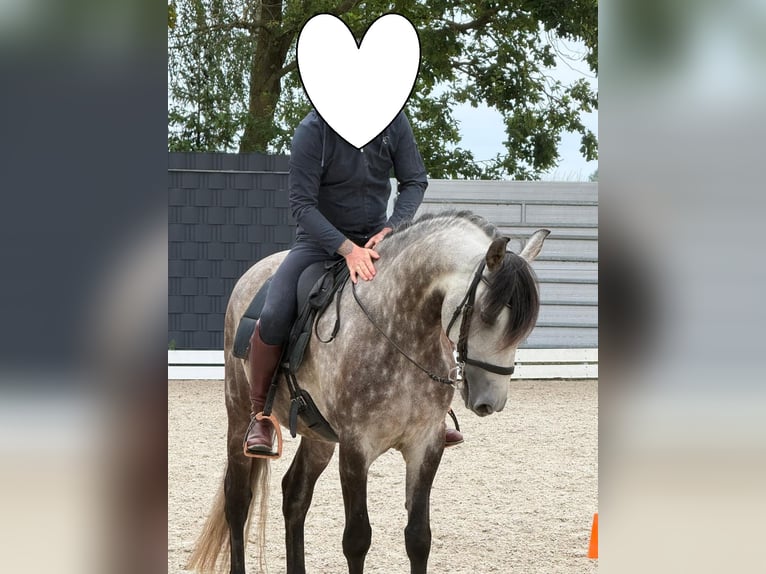 Lusitanos Wallach 11 Jahre 160 cm Schimmel in Stadthagen