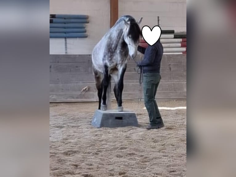Lusitanos Wallach 11 Jahre 160 cm Schimmel in Stadthagen