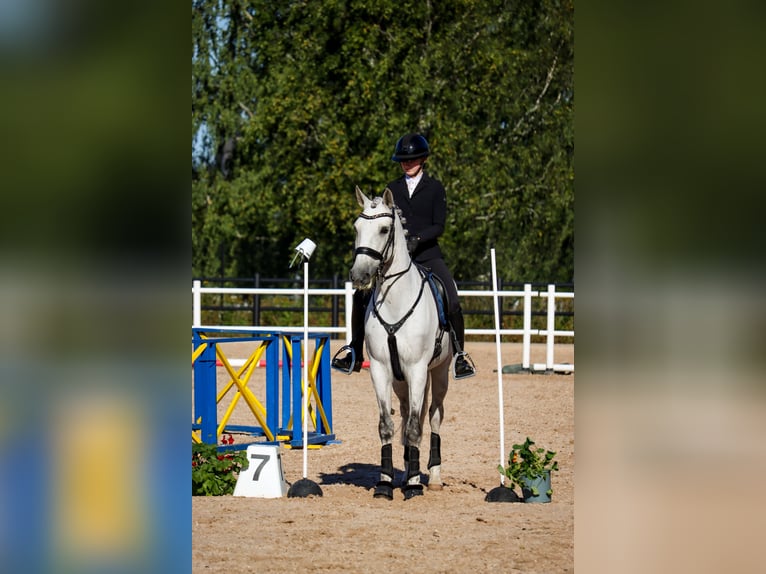 Lusitanos Wallach 11 Jahre 160 cm Schimmel in Vaggeryd
