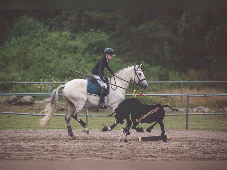 Lusitanos Wallach 11 Jahre 160 cm Schimmel in Vaggeryd