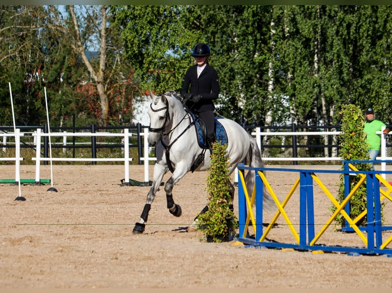 Lusitanos Wallach 11 Jahre 160 cm Schimmel in Vaggeryd