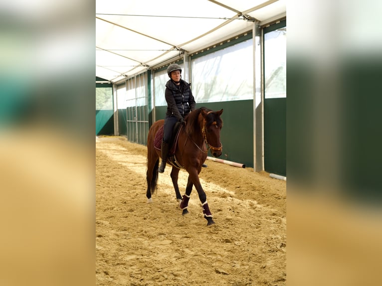 Lusitanos Wallach 11 Jahre 161 cm Brauner in Geldern