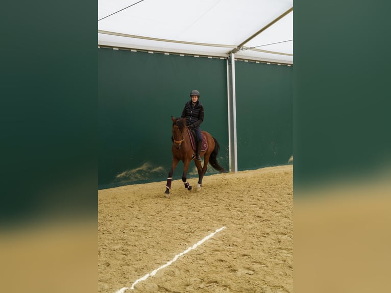 Lusitanos Wallach 11 Jahre 161 cm Brauner in Geldern