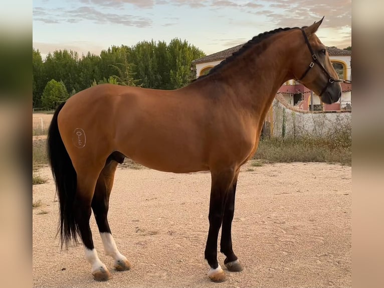 Lusitanos Wallach 11 Jahre 162 cm Falbe in Xàtiva