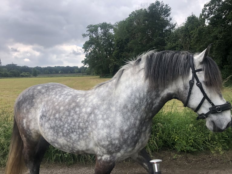 Lusitanos Mix Wallach 11 Jahre 164 cm Apfelschimmel in Kempen