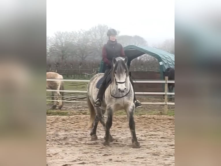 Lusitanos Mix Wallach 11 Jahre 164 cm Apfelschimmel in Kempen