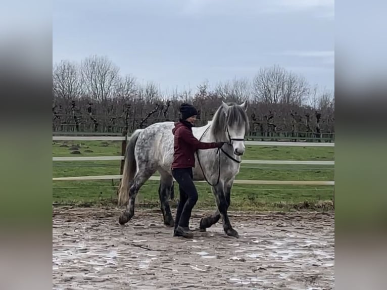 Lusitanos Mix Wallach 11 Jahre 164 cm Apfelschimmel in Kempen