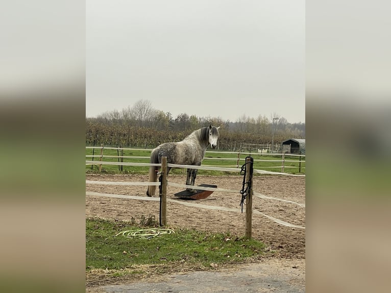 Lusitanos Mix Wallach 11 Jahre 164 cm Apfelschimmel in Kempen